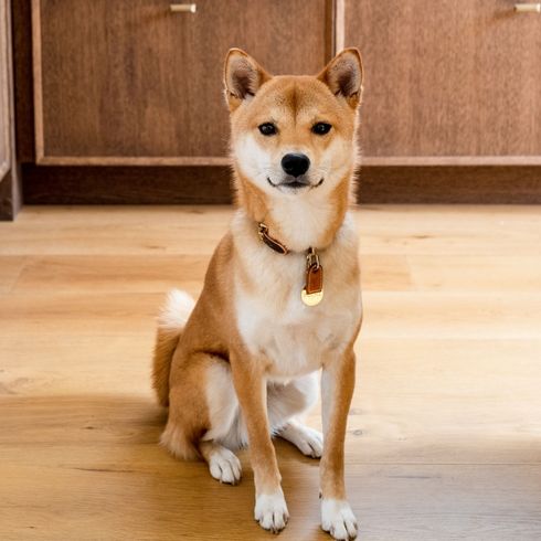 A brown dog sitting in front of modern kitchen cabinets