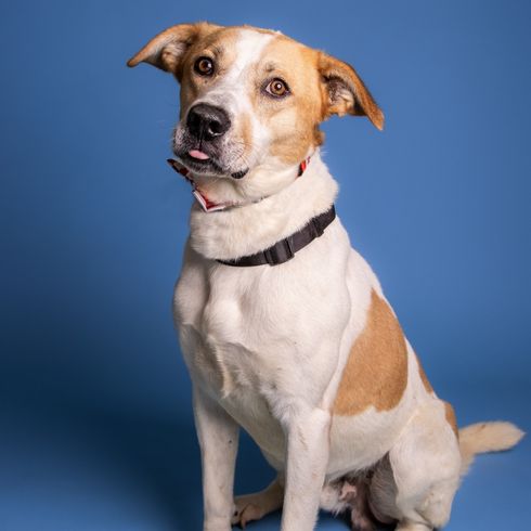 A medium-size brown and white dog in front of a blue background
