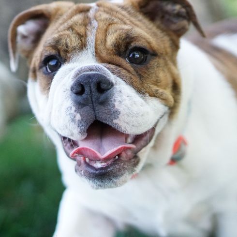 A white and brown bulldog standing outside, smiling at the camera