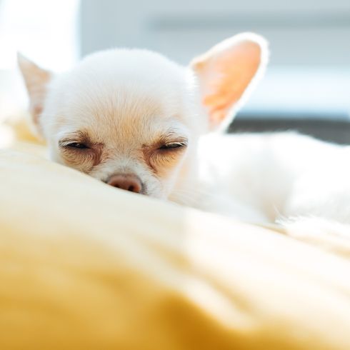 A white Chihuahua sleeping in a yellow dog bed