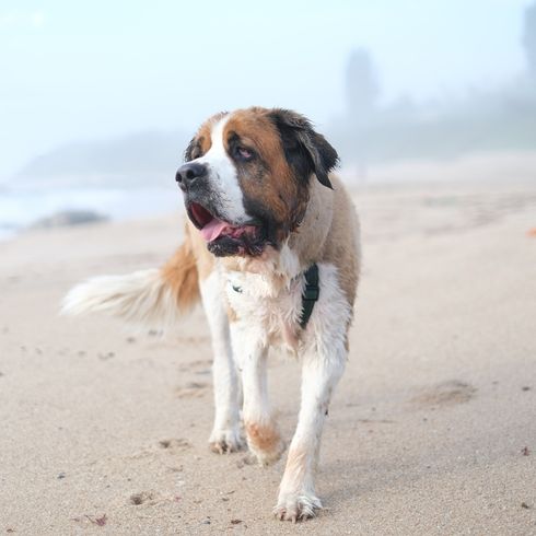 A big St.Bernard dog strolling on the beach on a sunny day