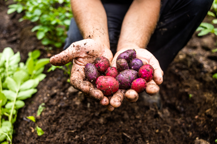 Two hands holding colourful potatoes straight from the earth