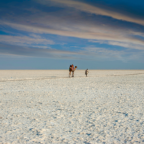 India, Gujarat, camello y hombre caminan en el desierto blanco de Kutch - Fotografía de stock