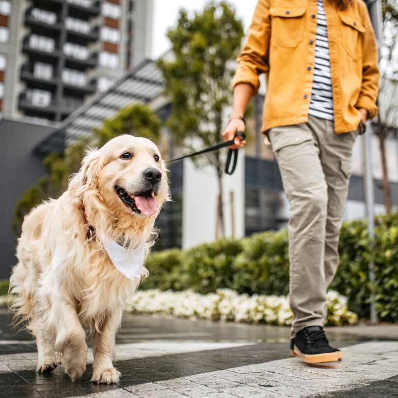 A person walking a happy dog in the city