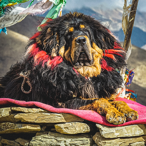 Tibetan Mastiff resting on blanket on stones