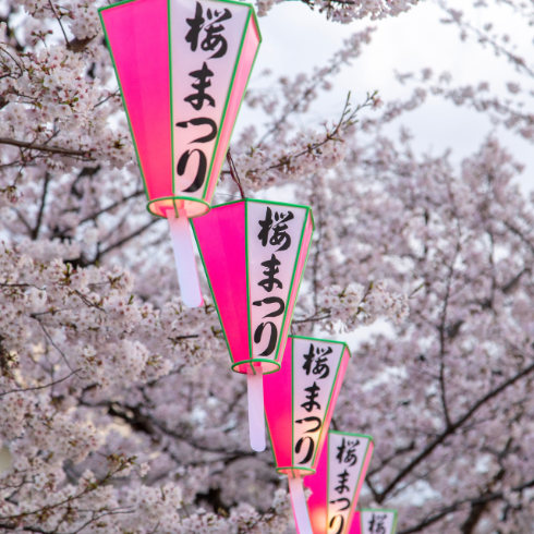 A shot of pink Japanese lanterns in front of blooming cherry blossom trees