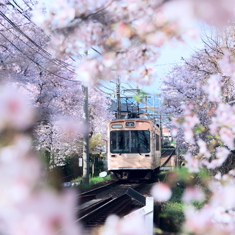 A train passing through cherry blossom trees - stock photo