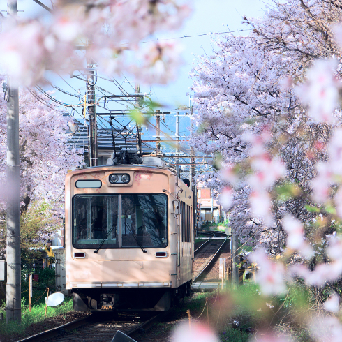 A train passing through cherry blossom trees - stock photo