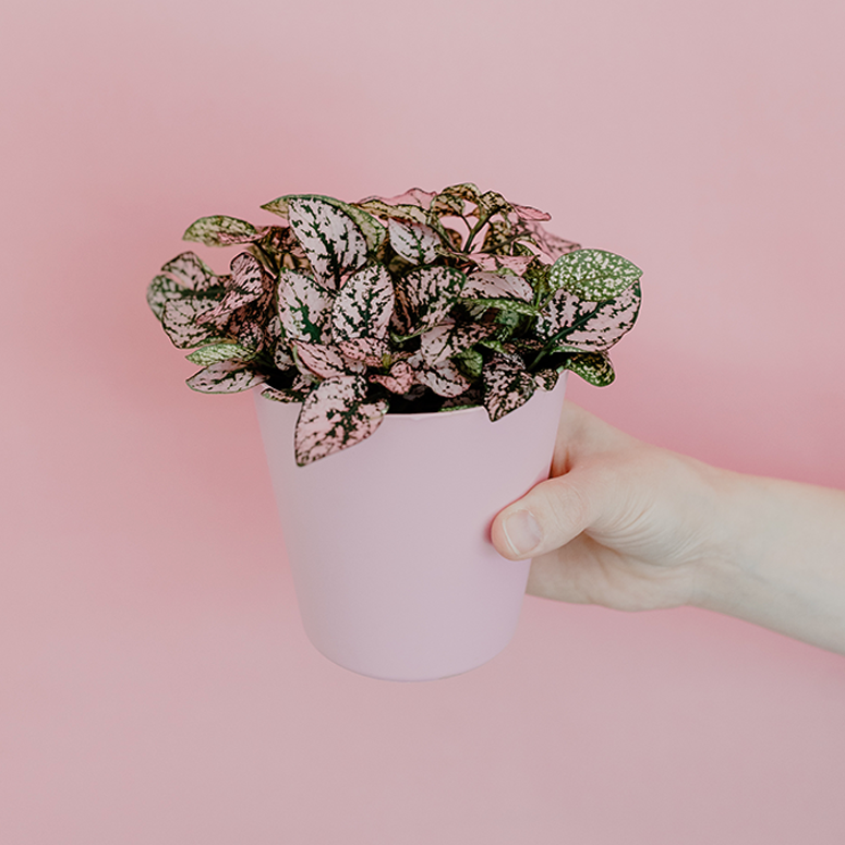 A hand holding a polka dot plant in front of a pink background