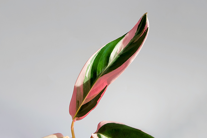 The leaf of a stromanthe plant