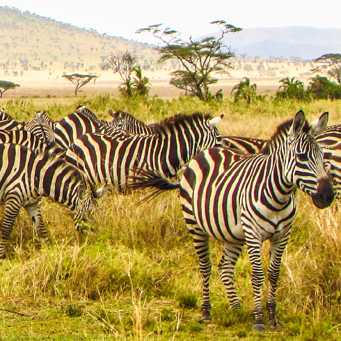 A shot of Zebras in the wild at Sergenti National Park