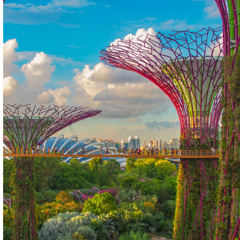 The Super Tree Grove at Gardens by the Bay in Singapore